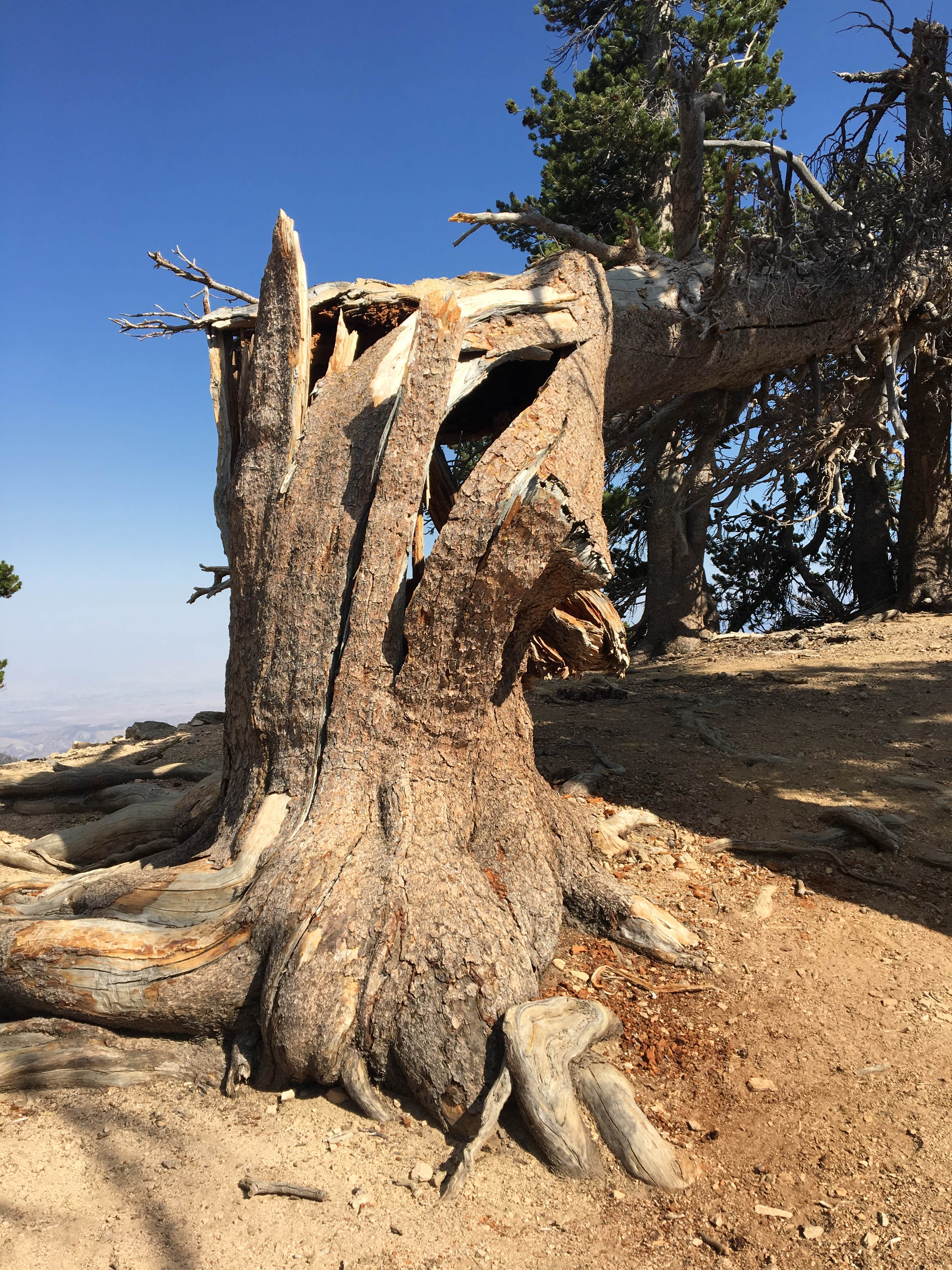 Camper submitted image from San Gorgonio Summit Camp - 2