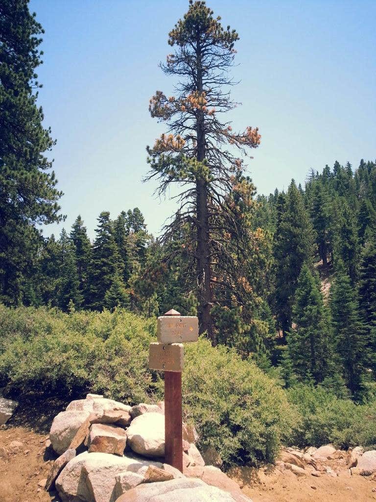 Camper submitted image from San Gorgonio Summit Camp - 1