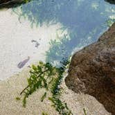 Review photo of Blackwoods Campground — Acadia National Park by Christy C., July 17, 2017