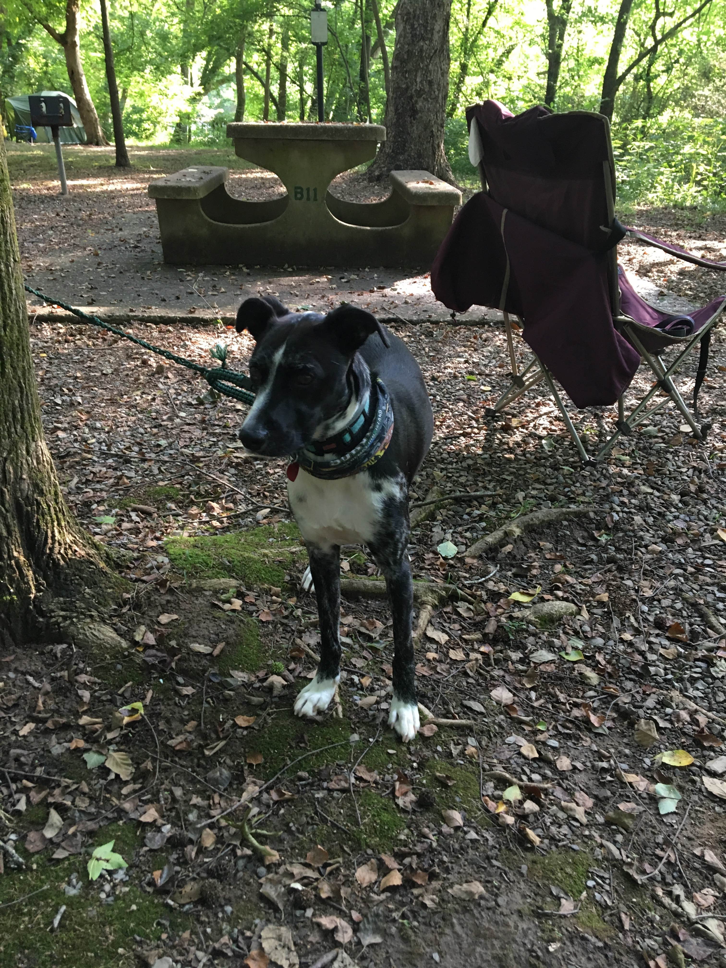 Brittany S.'s photo of camping with pets at Gee Creek Campground — Hiwassee/Ocoee Scenic River State Park near Etowah, TN