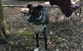 Brittany S.'s photo of camping with pets at Gee Creek Campground — Hiwassee/Ocoee Scenic River State Park near Etowah, TN