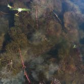 Review photo of Three Rivers State Park Campground by Savannah C., July 17, 2017