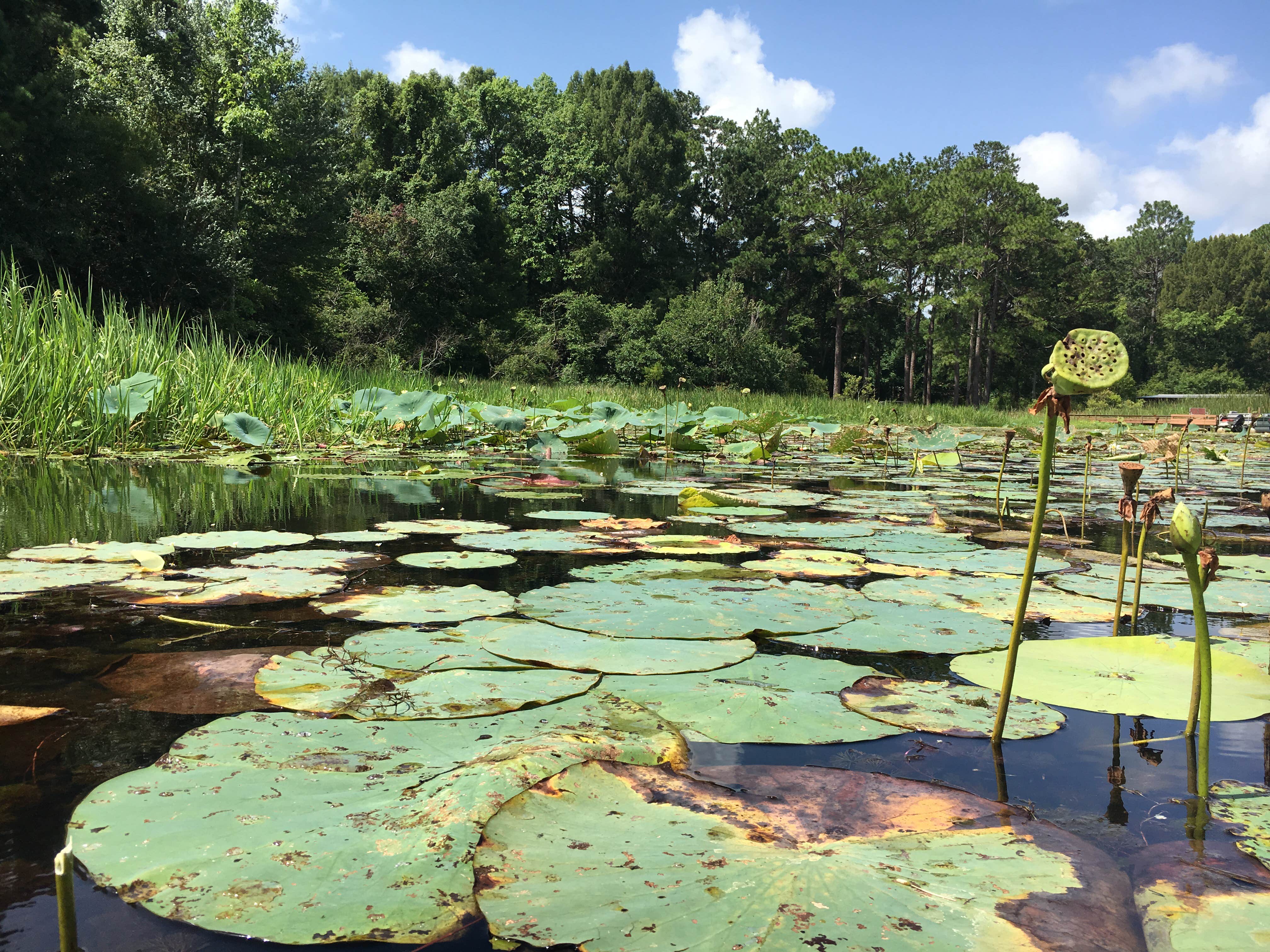 Camper-submitted photo at Three Rivers State Park Campground near Sneads, FL