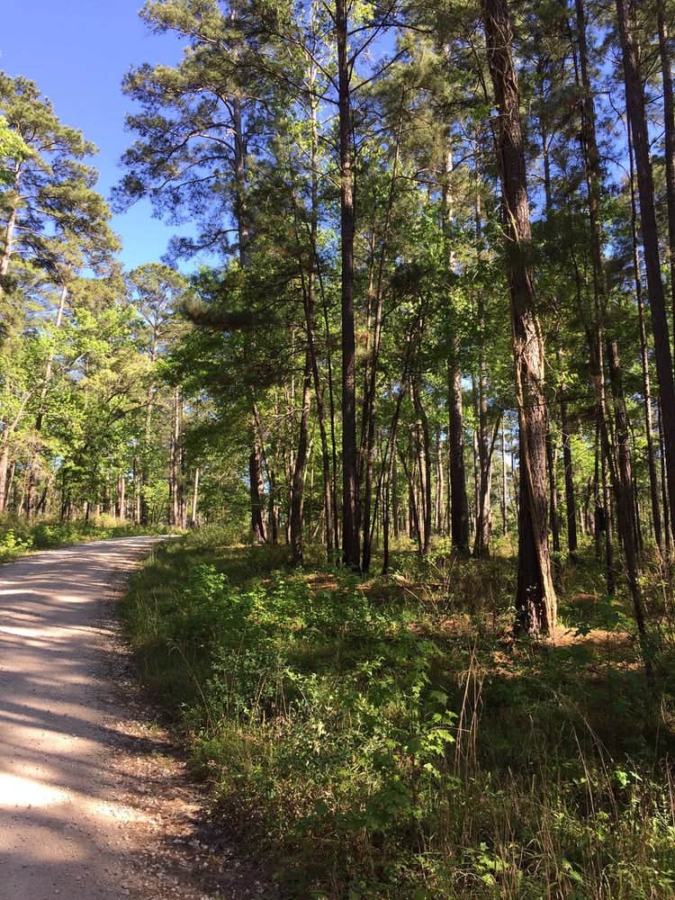 Camper submitted image from Ratcliff Lake Recreation Area - 2