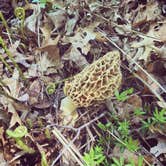Review photo of William O'Brien State Park Campground by Steph H., July 17, 2017
