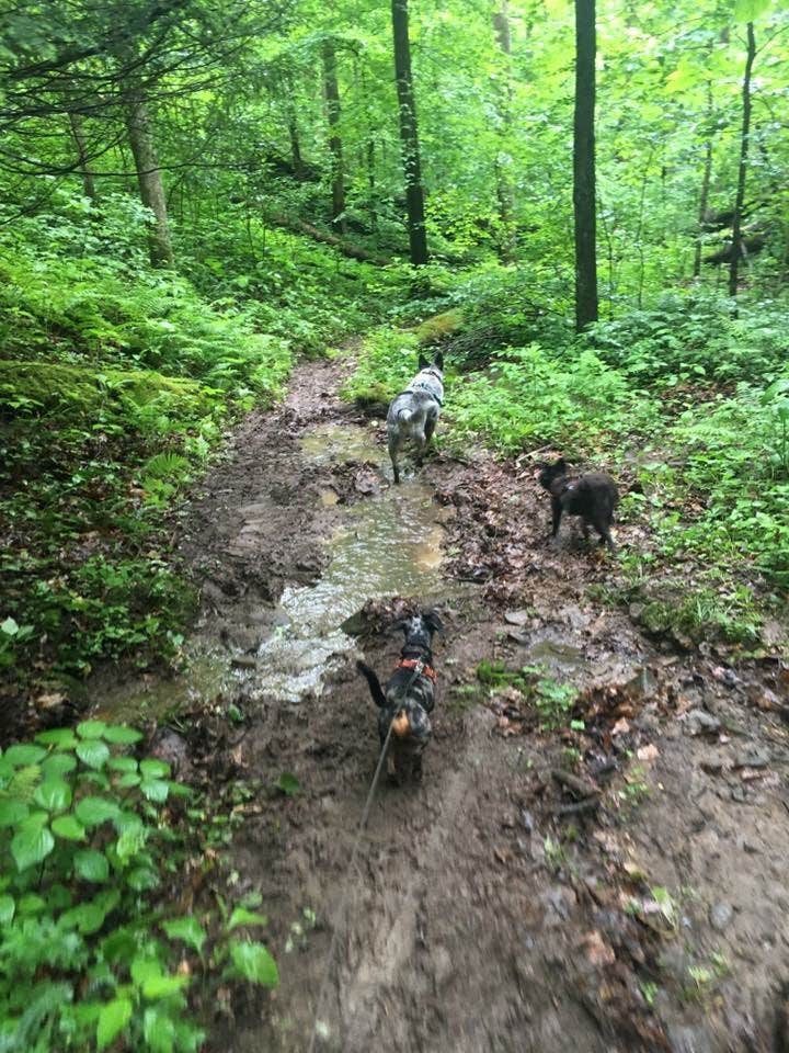 Camper submitted image from Kanawha State Forest - 2