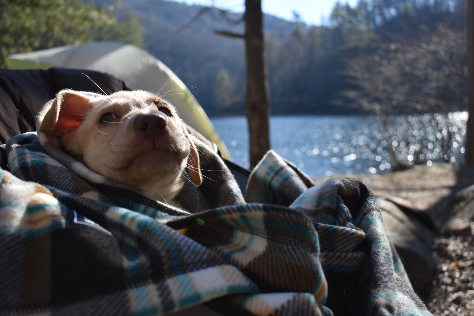 Sam D.'s photo of camping with pets at Horse Cove near Marble, NC