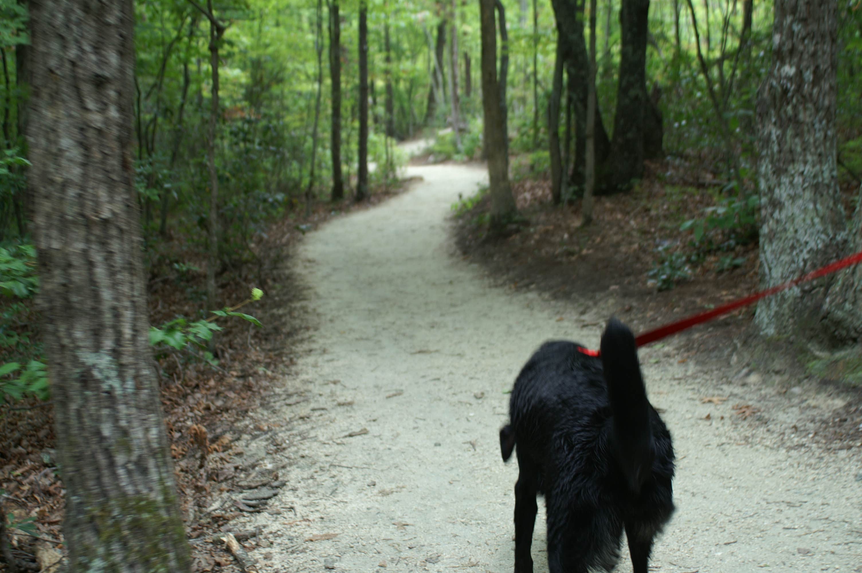 Sarah C.'s photo of camping with pets at Hanging Rock State Park Campground near Reidsville, NC