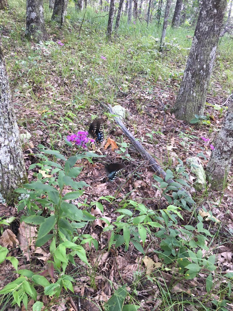 Camper submitted image from Pinhoti Trail Cave Creek Connector Backcountry Campground — Cheaha State Park - 2