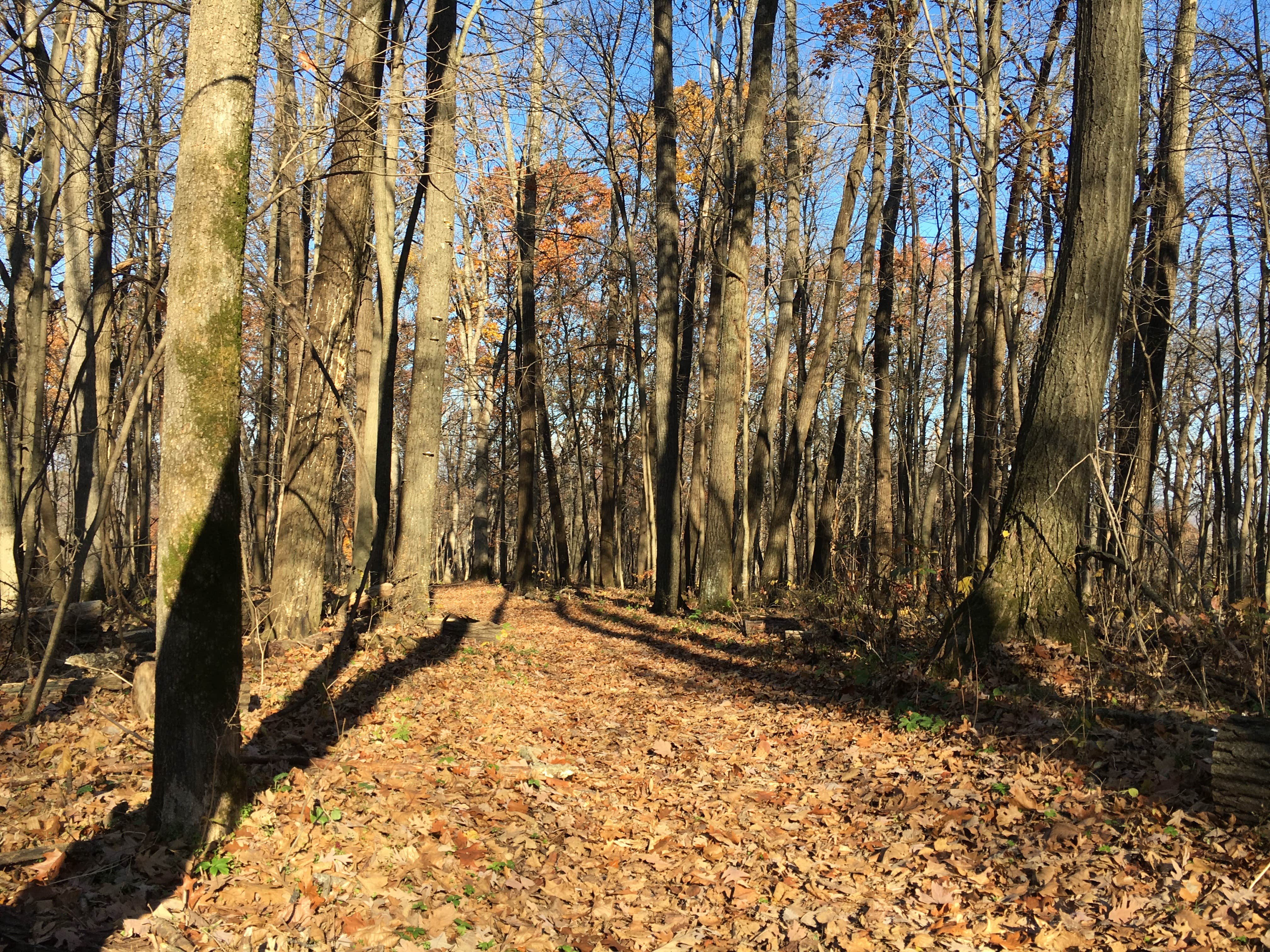 Camper-submitted photo at Camp Glen Wendel Primitive Backcountry — Yellow River State Forest near Lansing, IA