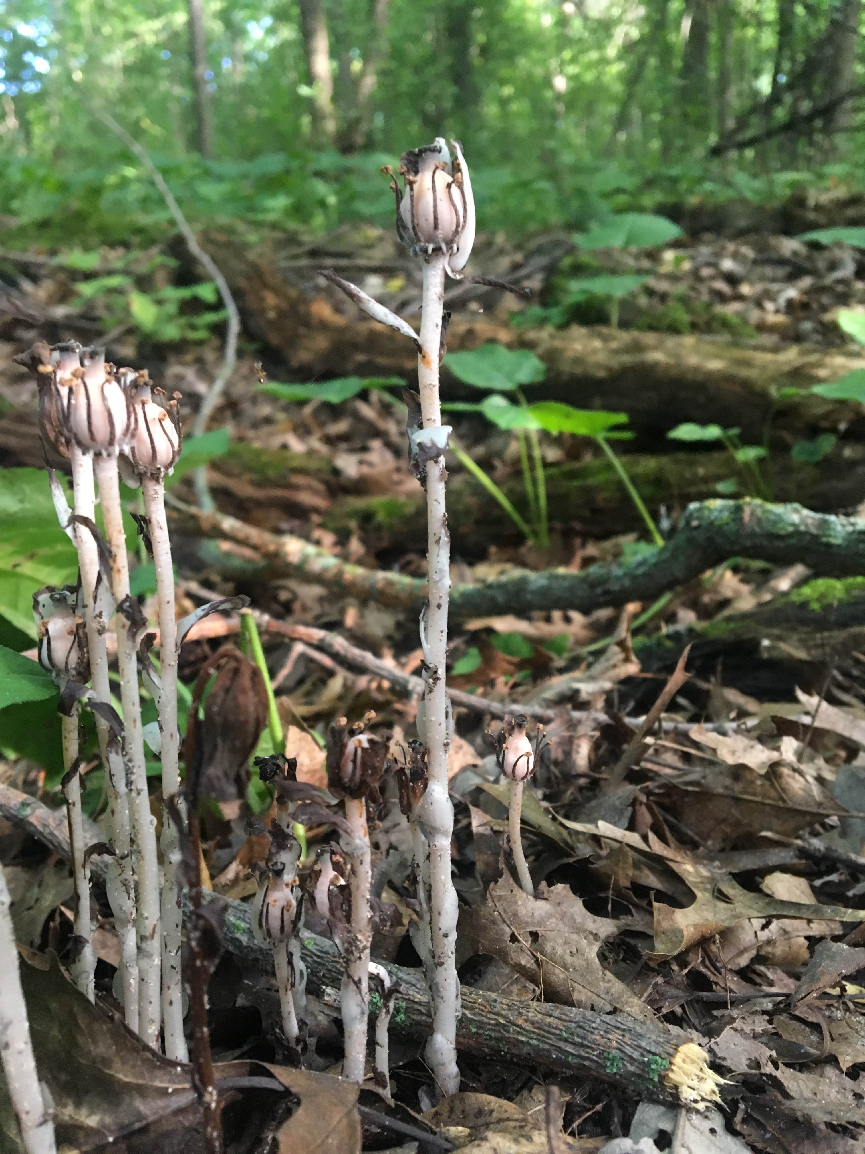 Camper-submitted photo at Lake Maria State Park Campground near Savage, MN