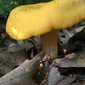 Review photo of Lake Maria State Park Campground by Steph H., July 18, 2017