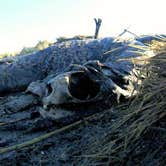 Review photo of Beachside State Recreation Site by Tj B., July 14, 2017