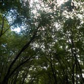 Review photo of Cape Henlopen State Park Campground by Sarah C., July 19, 2017