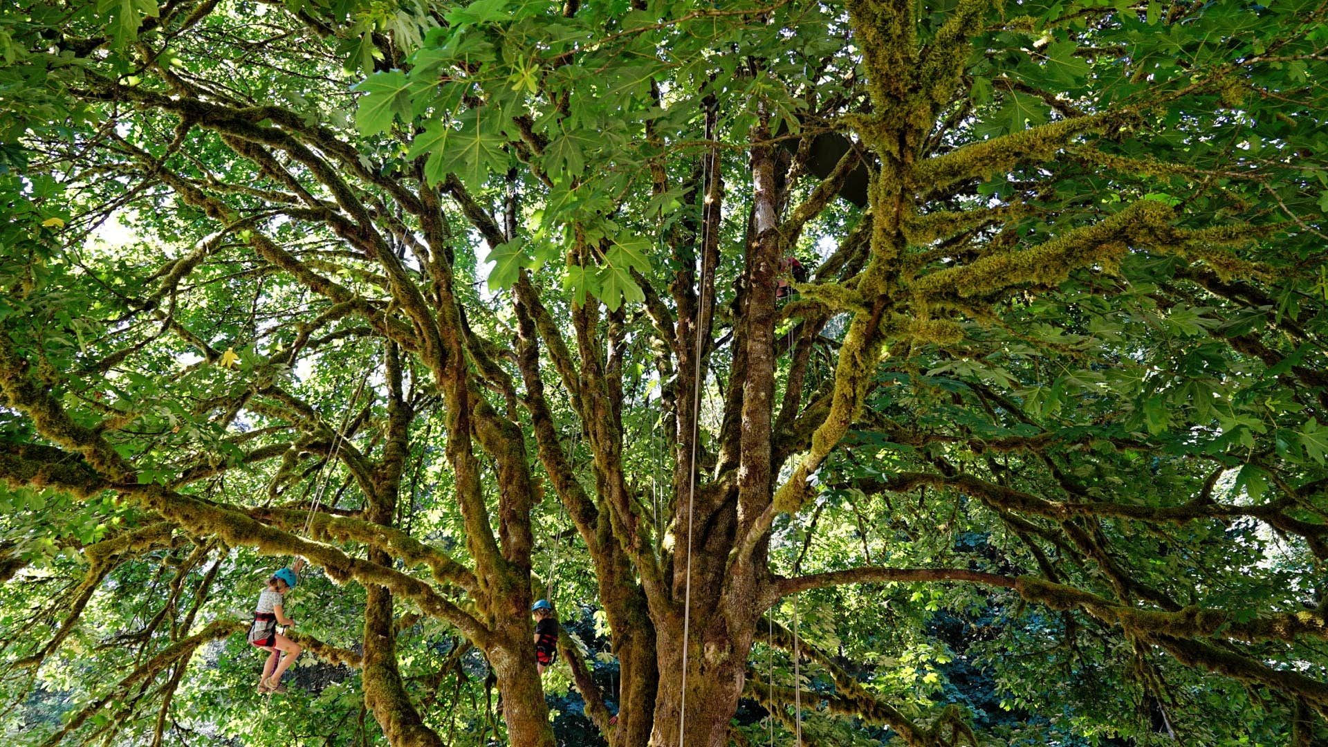 Camper submitted image from Tolt MacDonald Park, WA - 2