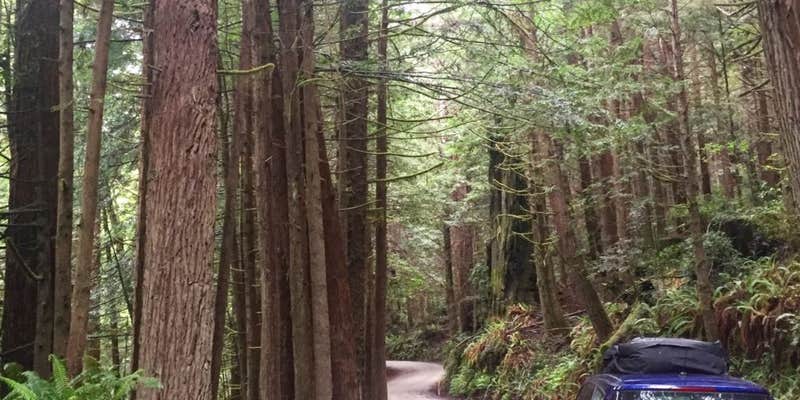 Camper submitted image from Flint Ridge Backcountry Site - Redwood National and State Park