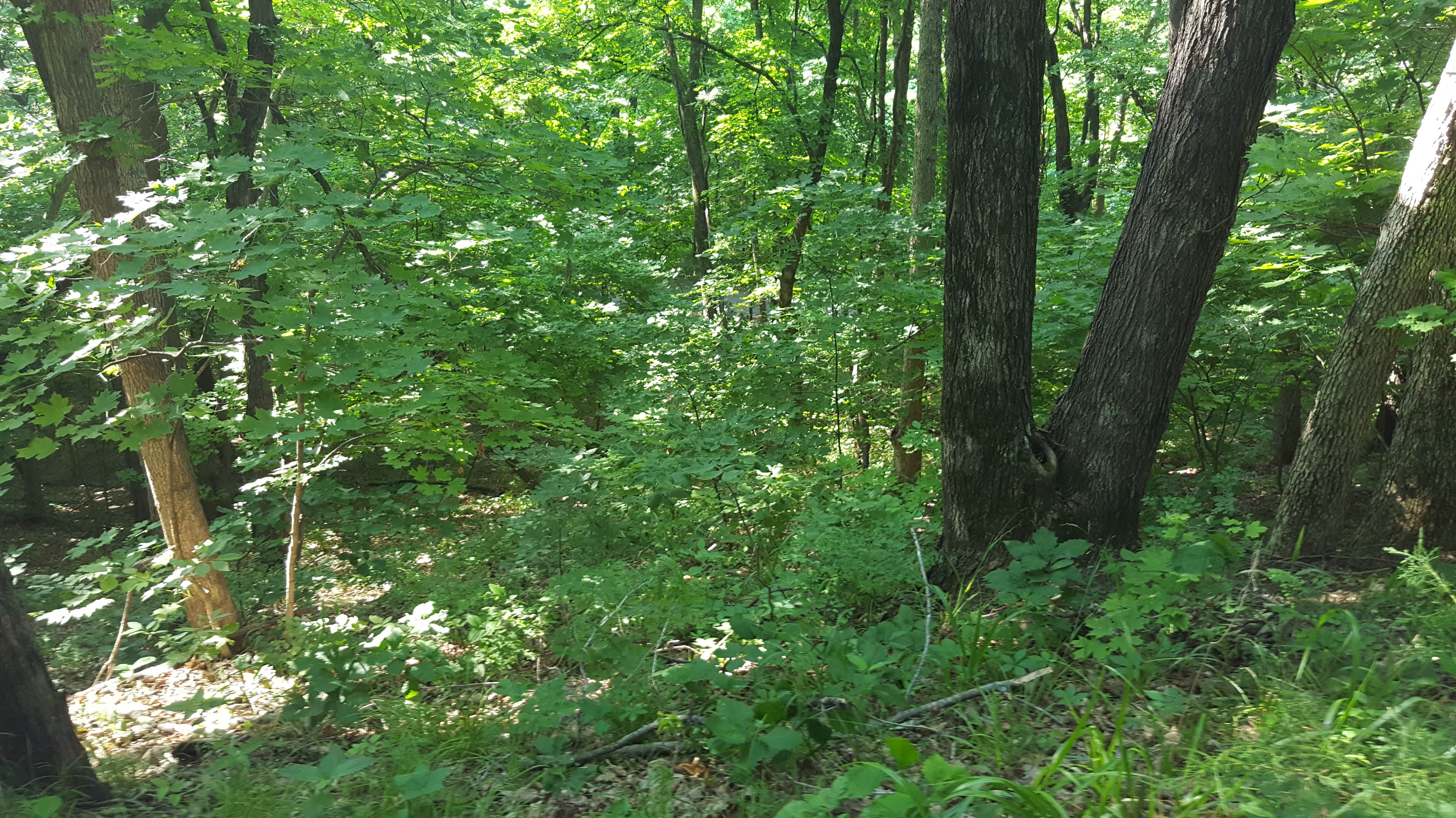Camper submitted image from Weston Bend State Park Campground - 2