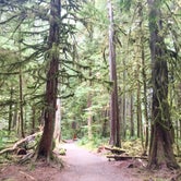 Review photo of Hoh Rain Forest - Olympic National Park by SwitchbackKids , July 20, 2017