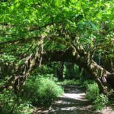 Review photo of Hoh Rain Forest - Olympic National Park by SwitchbackKids , July 20, 2017