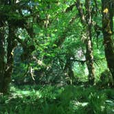 Review photo of Hoh Rain Forest - Olympic National Park by SwitchbackKids , July 20, 2017