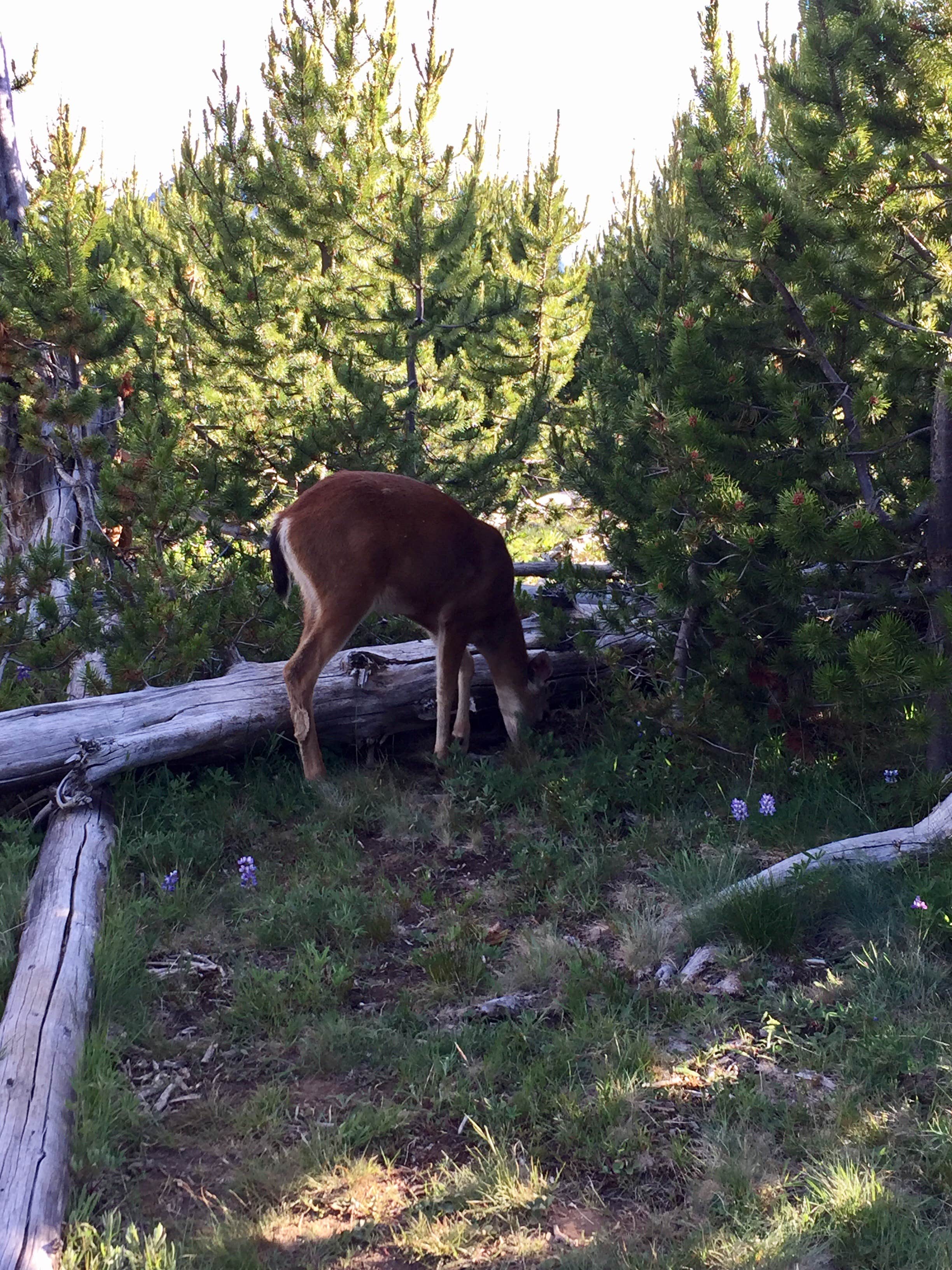 Camper-submitted photo at Deer Park Campground — Olympic National Park near Sequim, WA