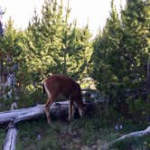 Review photo of Deer Park Campground — Olympic National Park by Amy S., July 21, 2017