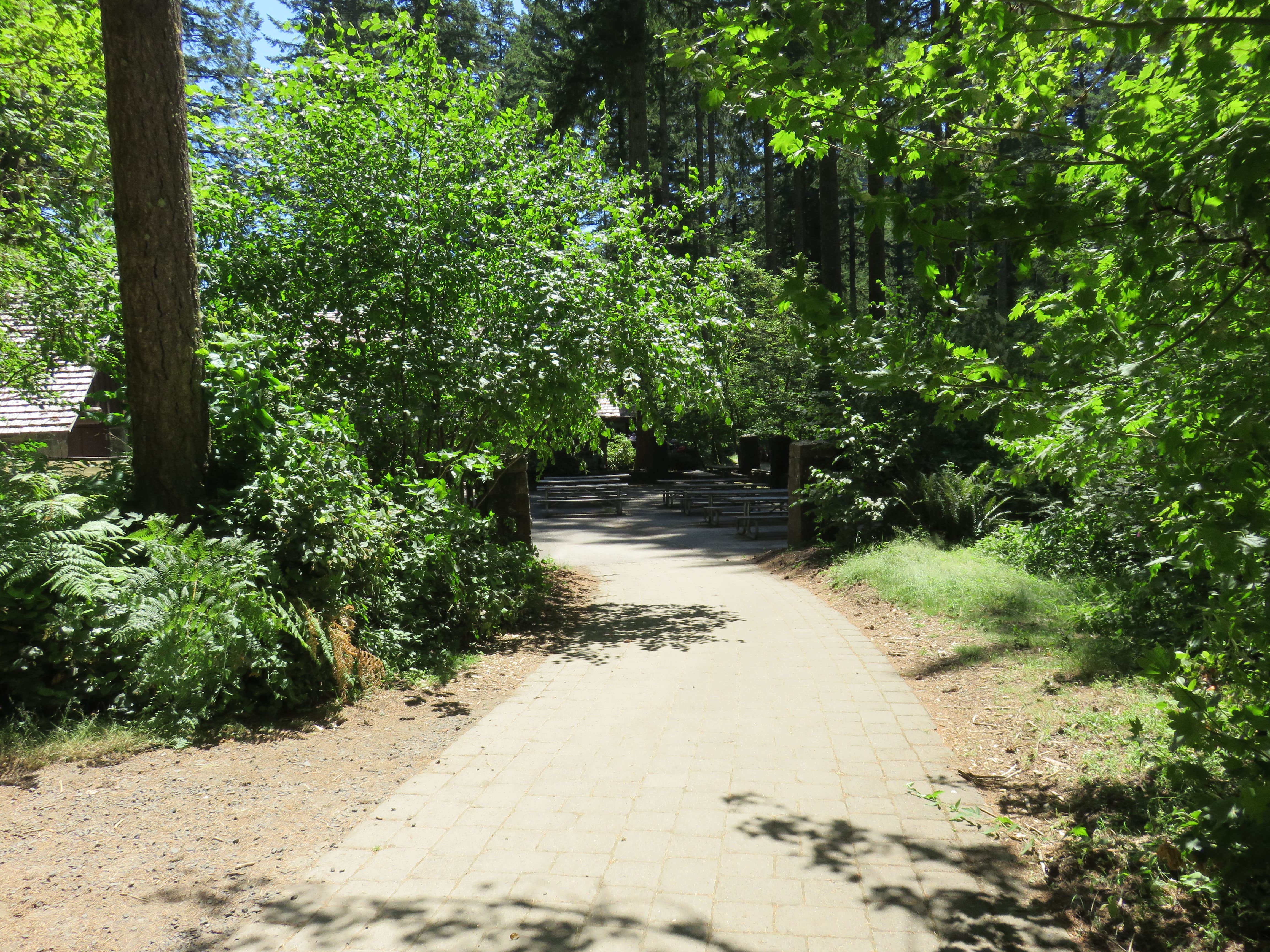 Camper submitted image from Silver Falls State Park Campground - 3