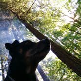 Review photo of Silver Falls State Park Campground by Aria R., July 22, 2017