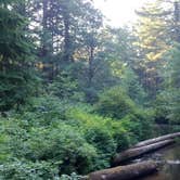Review photo of Silver Falls State Park Campground by Aria R., July 22, 2017