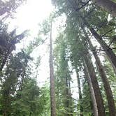 Review photo of Silver Falls State Park Campground by Aria R., July 22, 2017