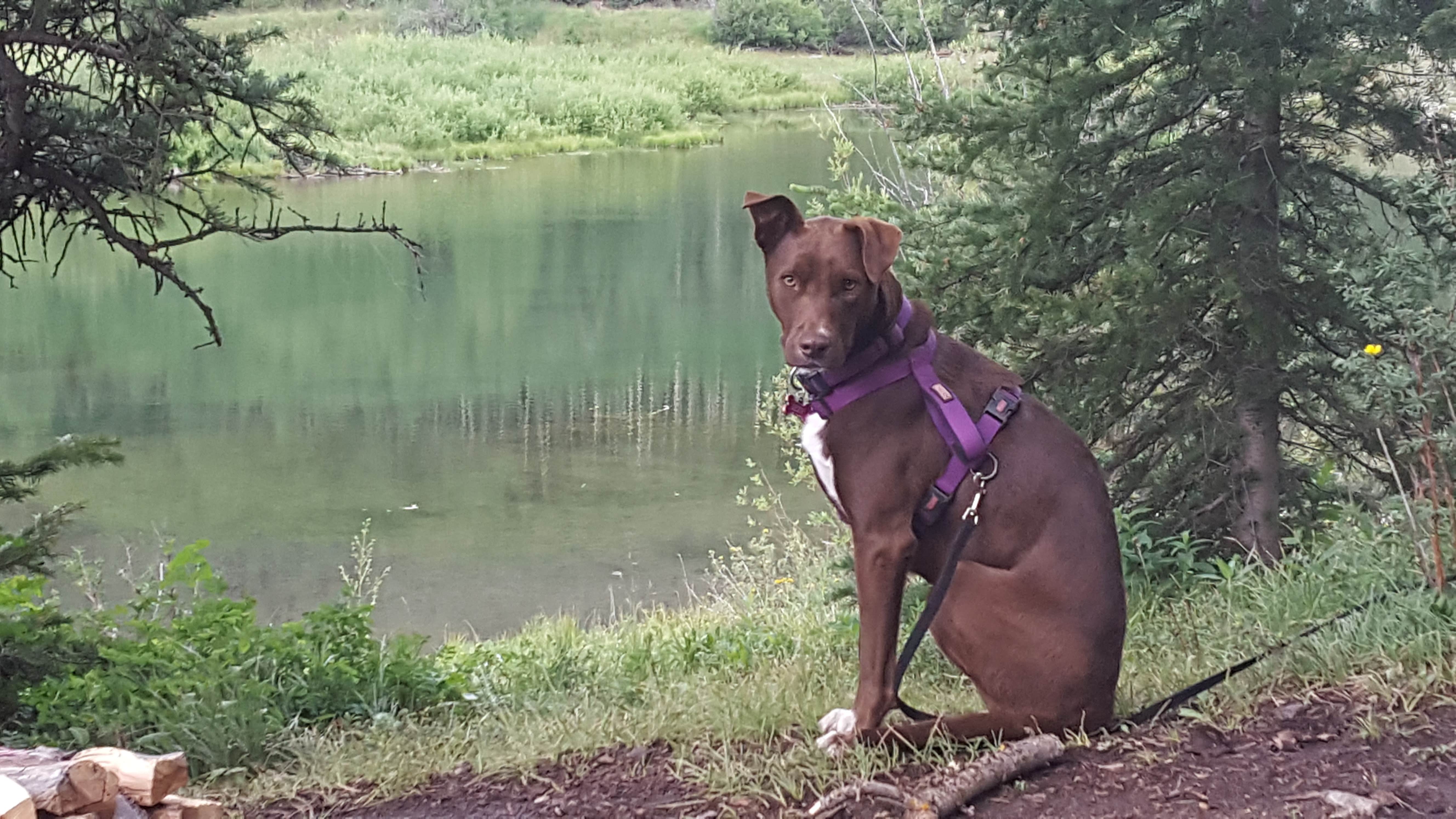 Melissa K.'s photo of camping with pets at Priest Lake Dispersed Camping Area near Telluride, CO