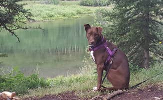 Melissa K.'s photo of camping with pets at Priest Lake Dispersed Camping Area near Ophir, CO