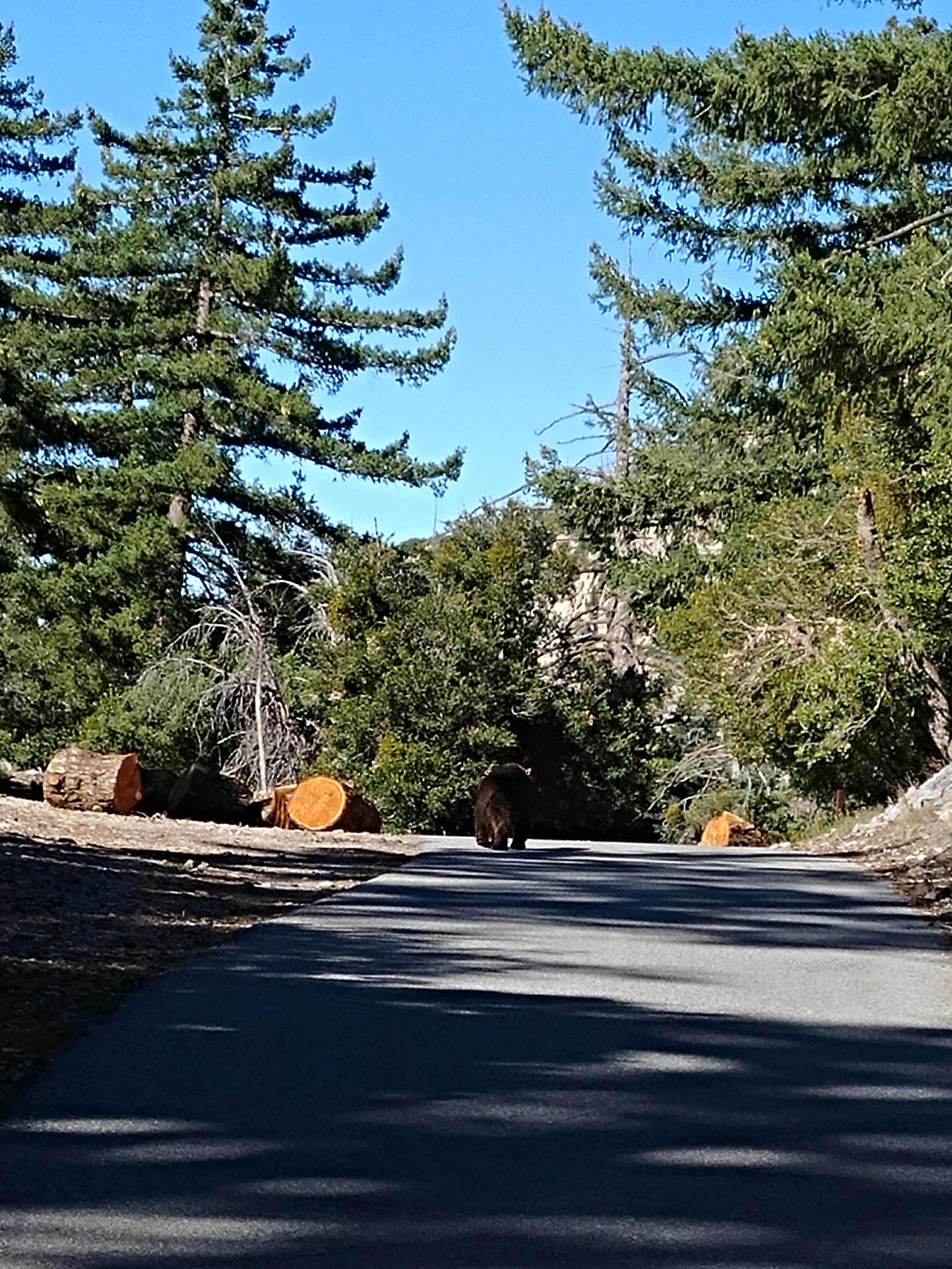 Camper submitted image from Crystal Lake Rec Area Campground - 2