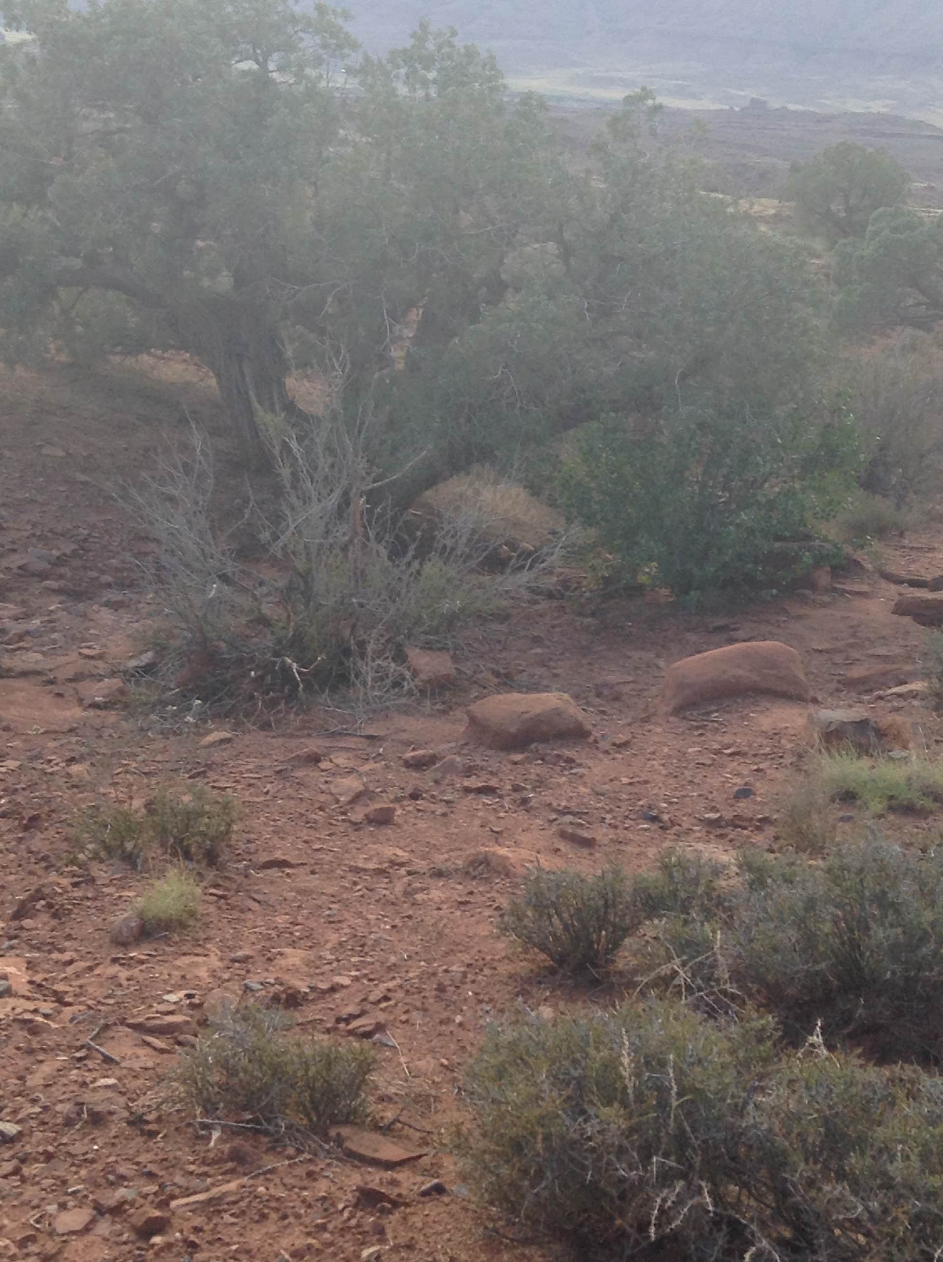Camper submitted image from Sun Outdoors Moab Downtown - 3