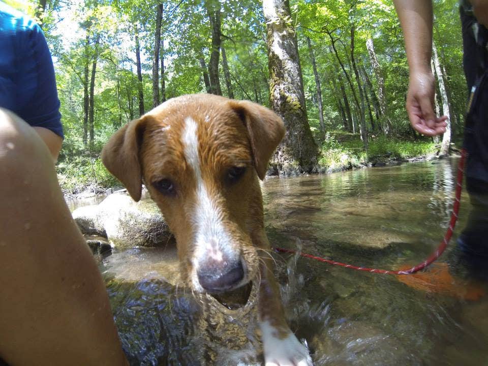 Sarah C.'s photo of camping with pets at Elkmont Campground — Great Smoky Mountains National Park near Bryson City, NC