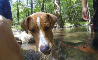 Sarah C.'s photo of camping with pets at Elkmont Campground — Great Smoky Mountains National Park near Pigeon Forge, TN