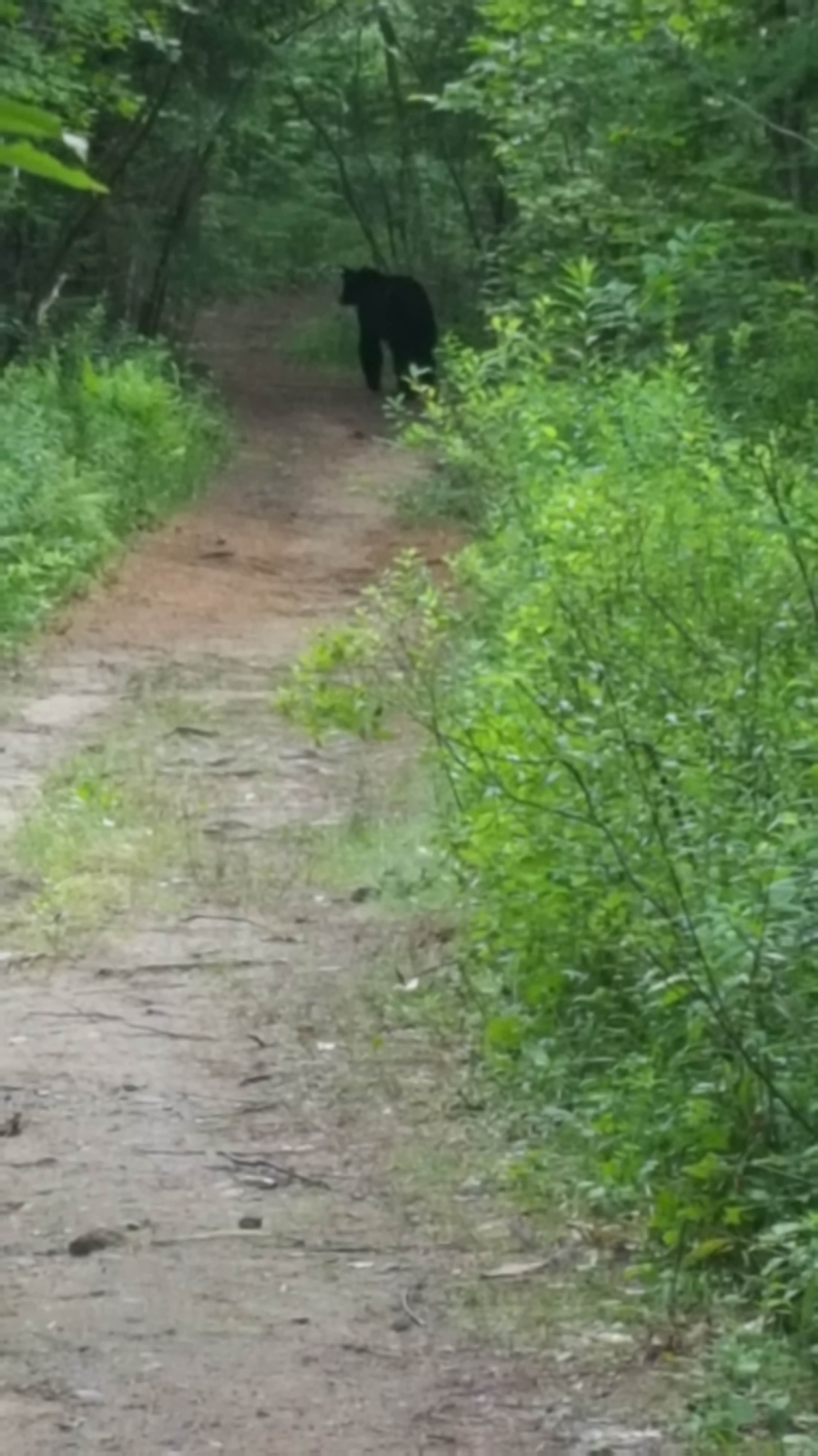 Camper submitted image from Limekiln Lake Campground - 4