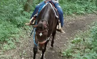 Cody T.'s photo of camping with a horse at Fort Ridgely State Park Campground near North Mankato, MN