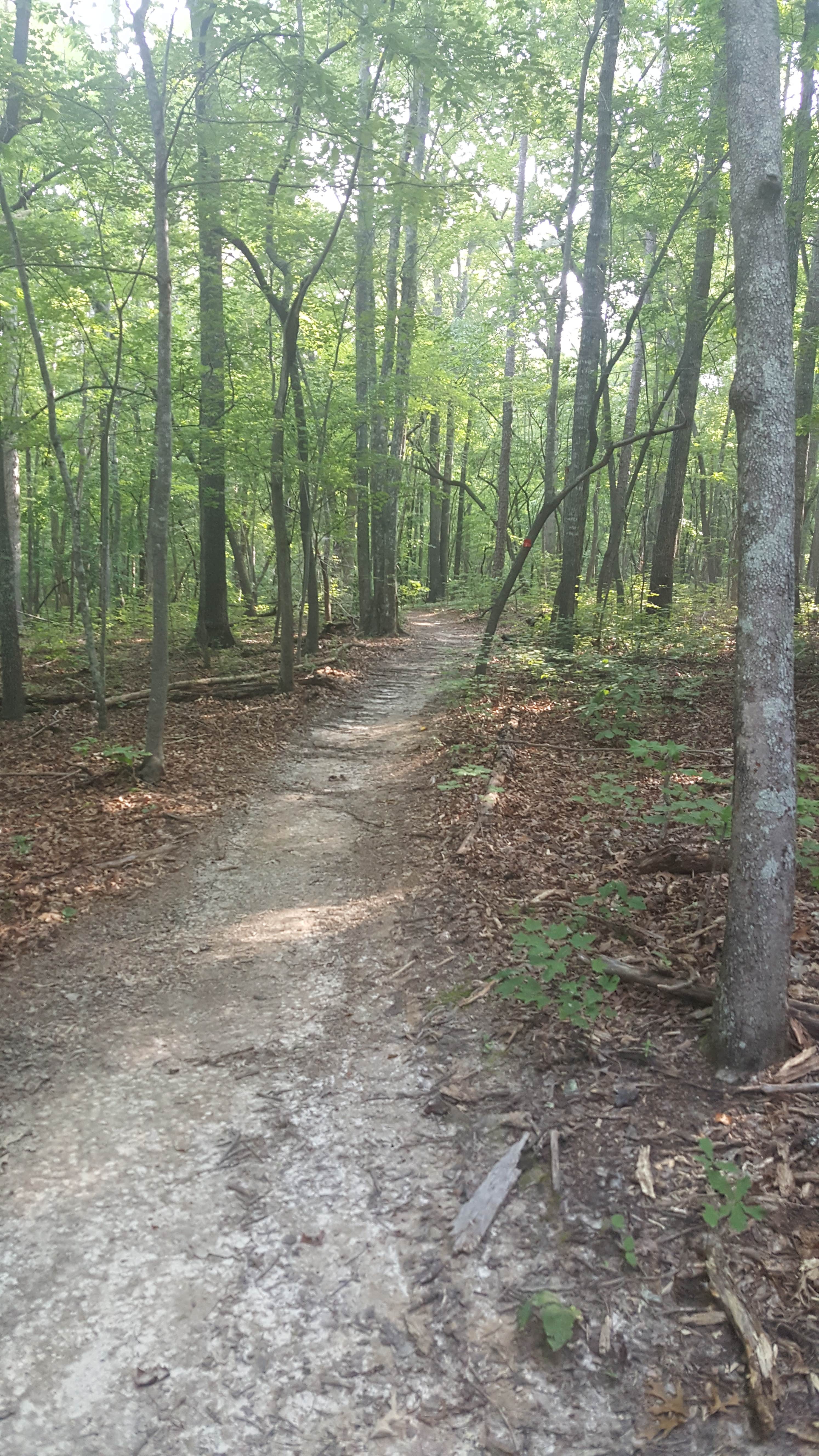 Camper submitted image from Kings Mountain — Kings Mountain State Park - 3