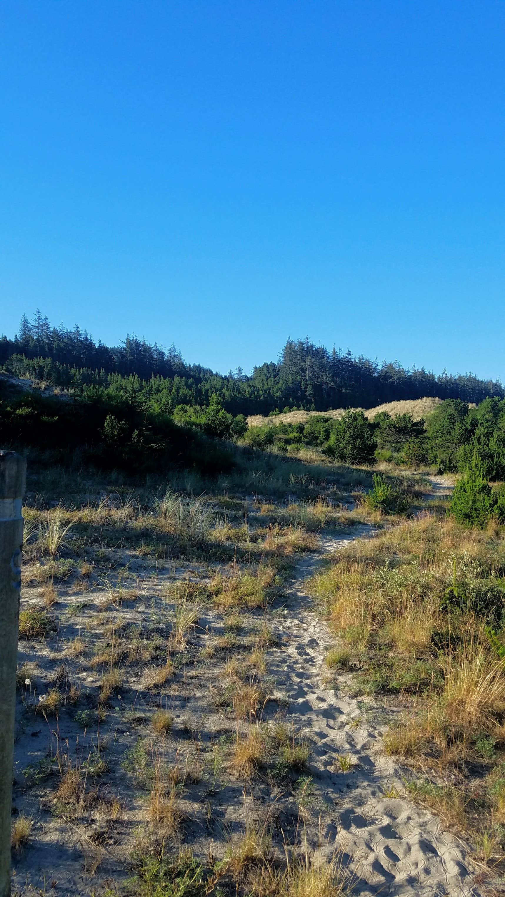 Camper submitted image from Tahkenitch Campground - 5