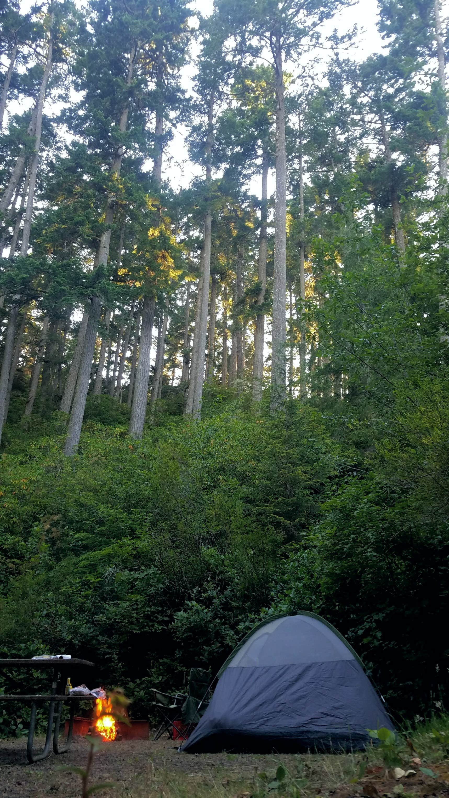 Camper submitted image from Tahkenitch Campground - 4