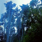 Review photo of Tahkenitch Campground by Tj B., July 24, 2017