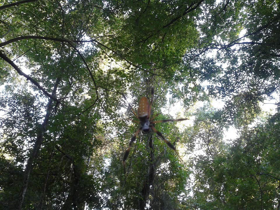Camper-submitted photo at Jones Bluff near Alabama River Lakes