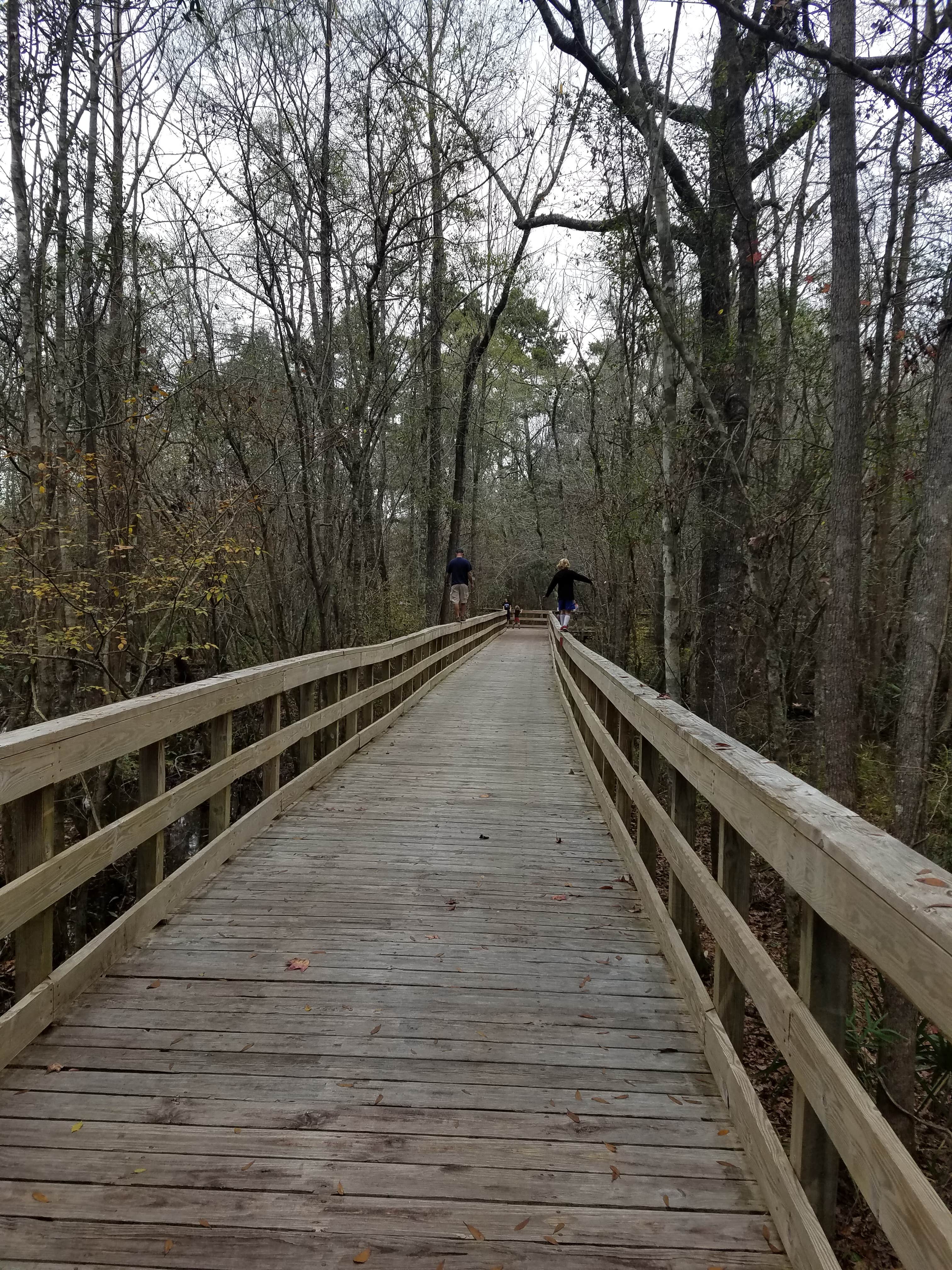 Camper submitted image from Reed Bingham State Park Campground - 4