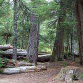 Review photo of Cougar Rock Campground — Mount Rainier National Park by Laura F., July 26, 2017