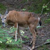 Review photo of Cougar Rock Campground — Mount Rainier National Park by Laura F., July 26, 2017