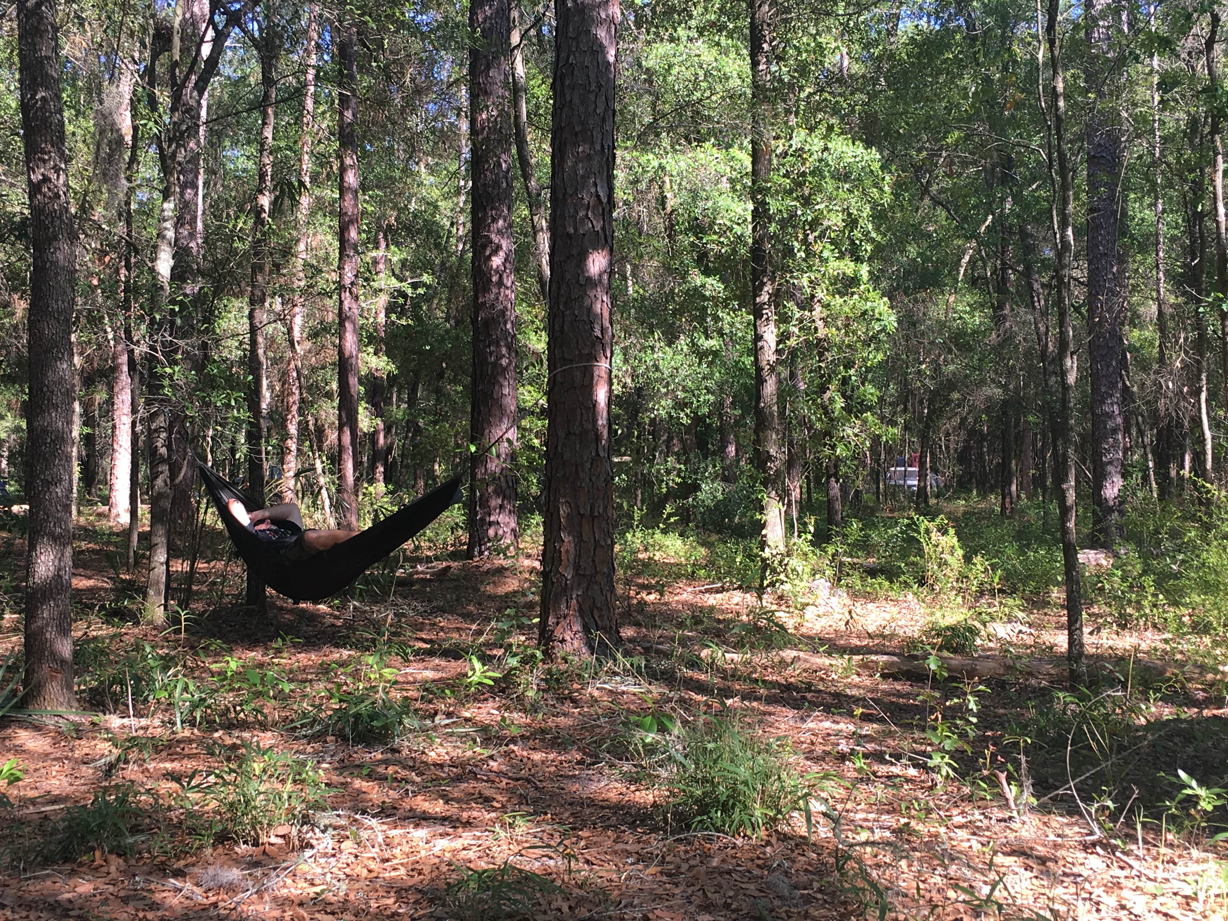 Camper submitted image from Spirit of the Suwannee Music Park & Campground - 3