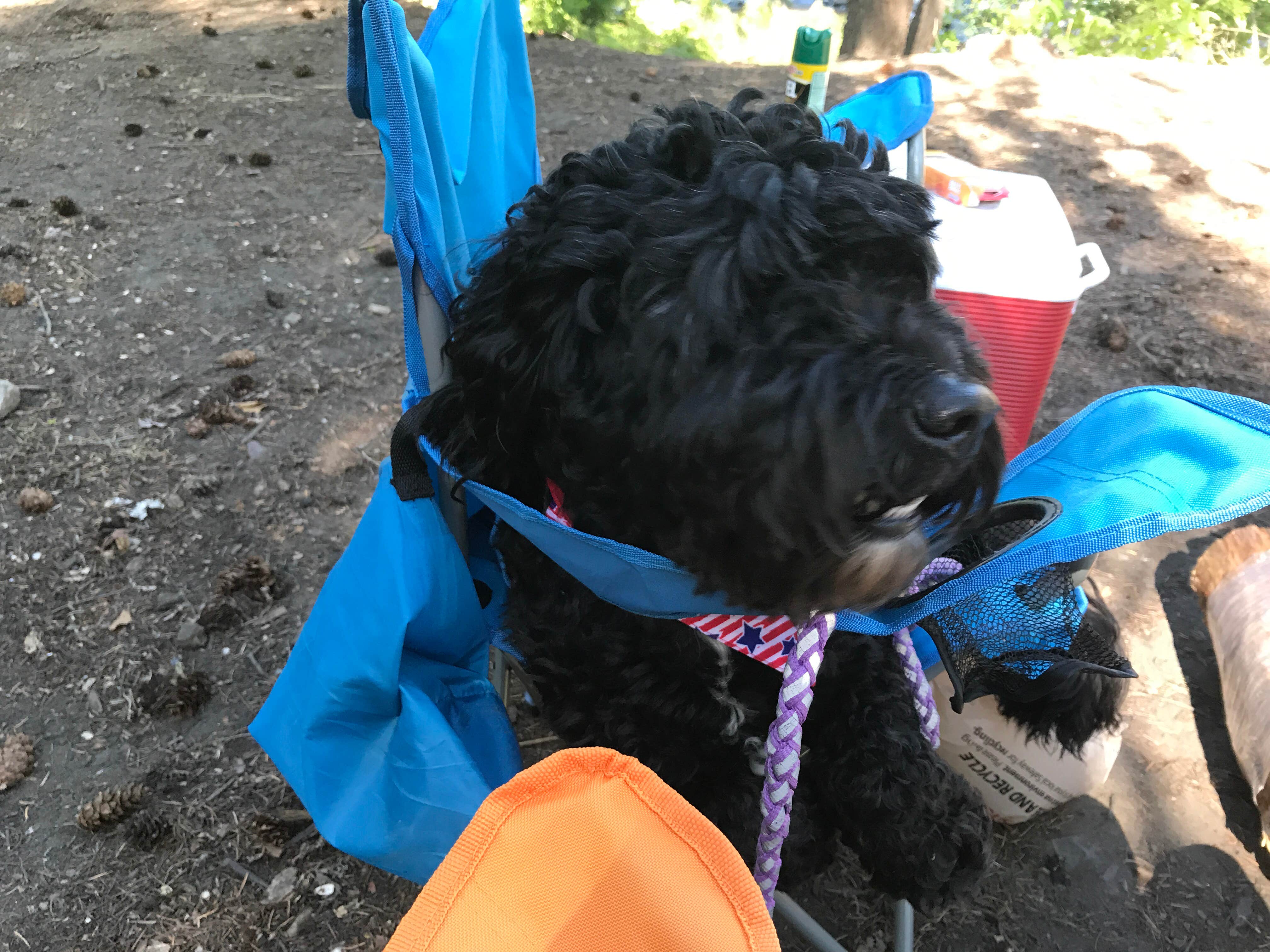 Beverly M.'s photo of camping with pets at Lake Wenatchee State Park Campground near Leavenworth, WA