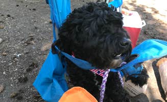 Beverly M.'s photo of camping with pets at Lake Wenatchee State Park Campground in Washington