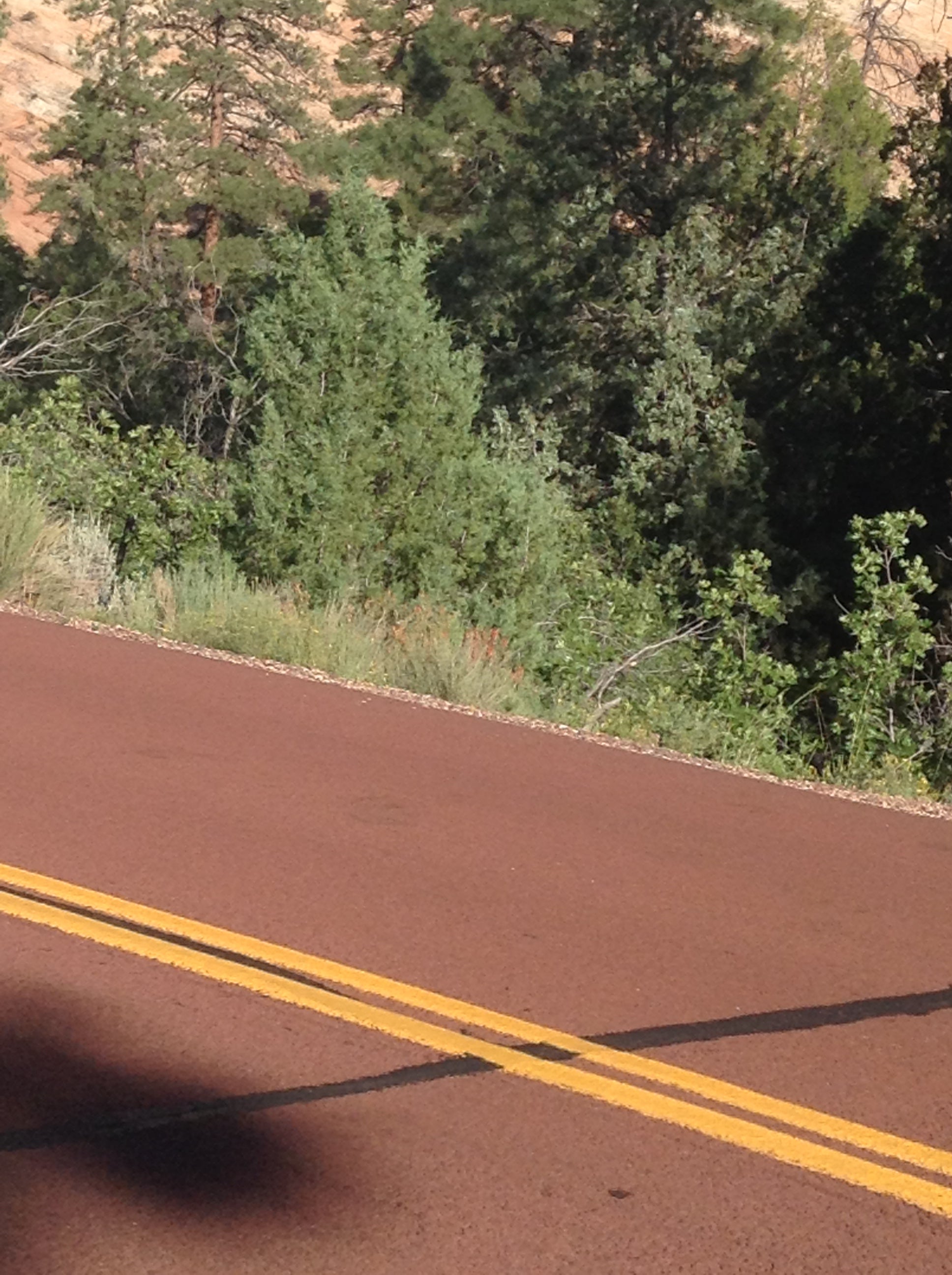 Camper submitted image from Zion RV and Campground (Hi-Road) - 3